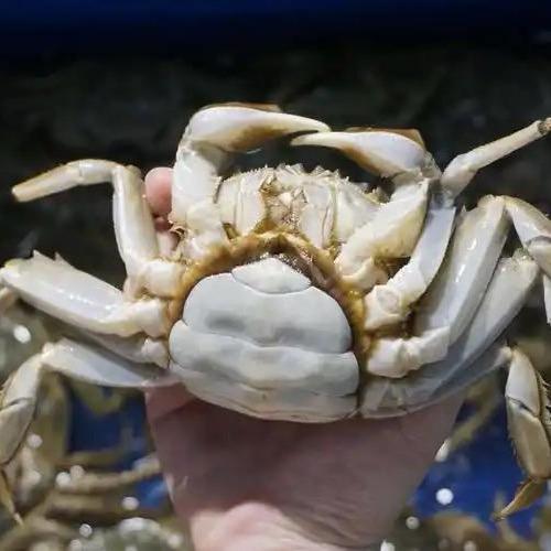 苍南业顺同城生鲜