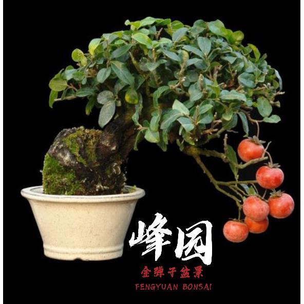 峰园五哥金弹子