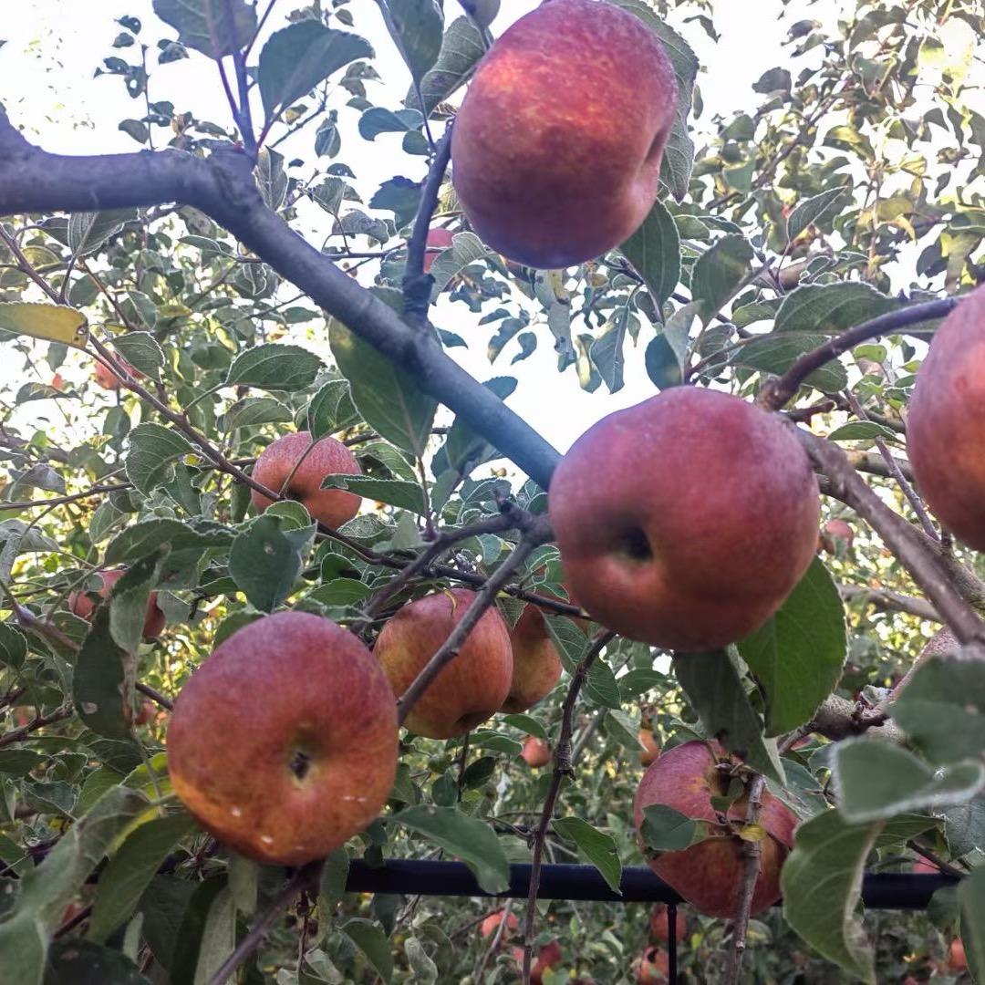 盐源智碧绿色农副臻选阁