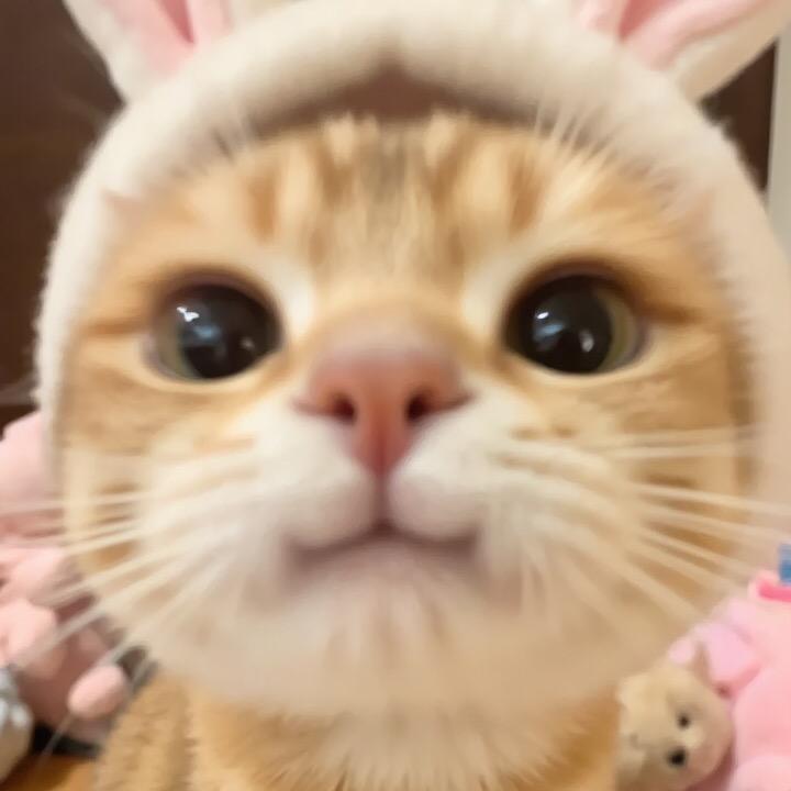 小猫饼🐱
