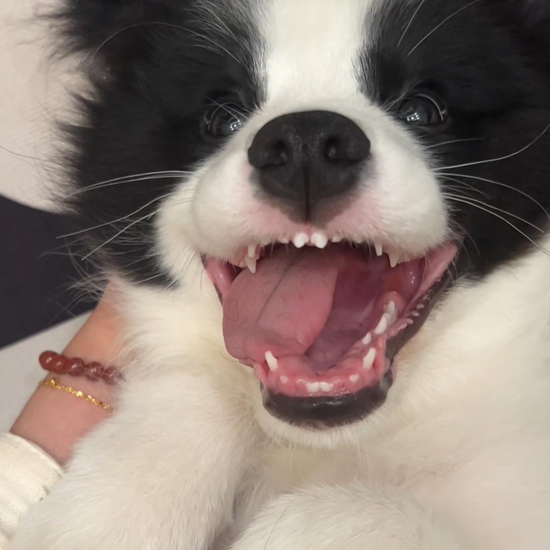 lucky是只边牧