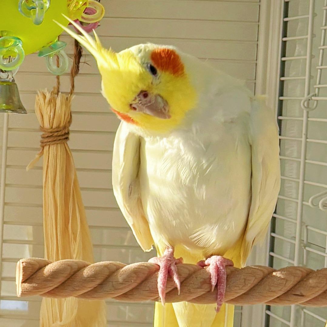 dengdeng的小鹦鹉