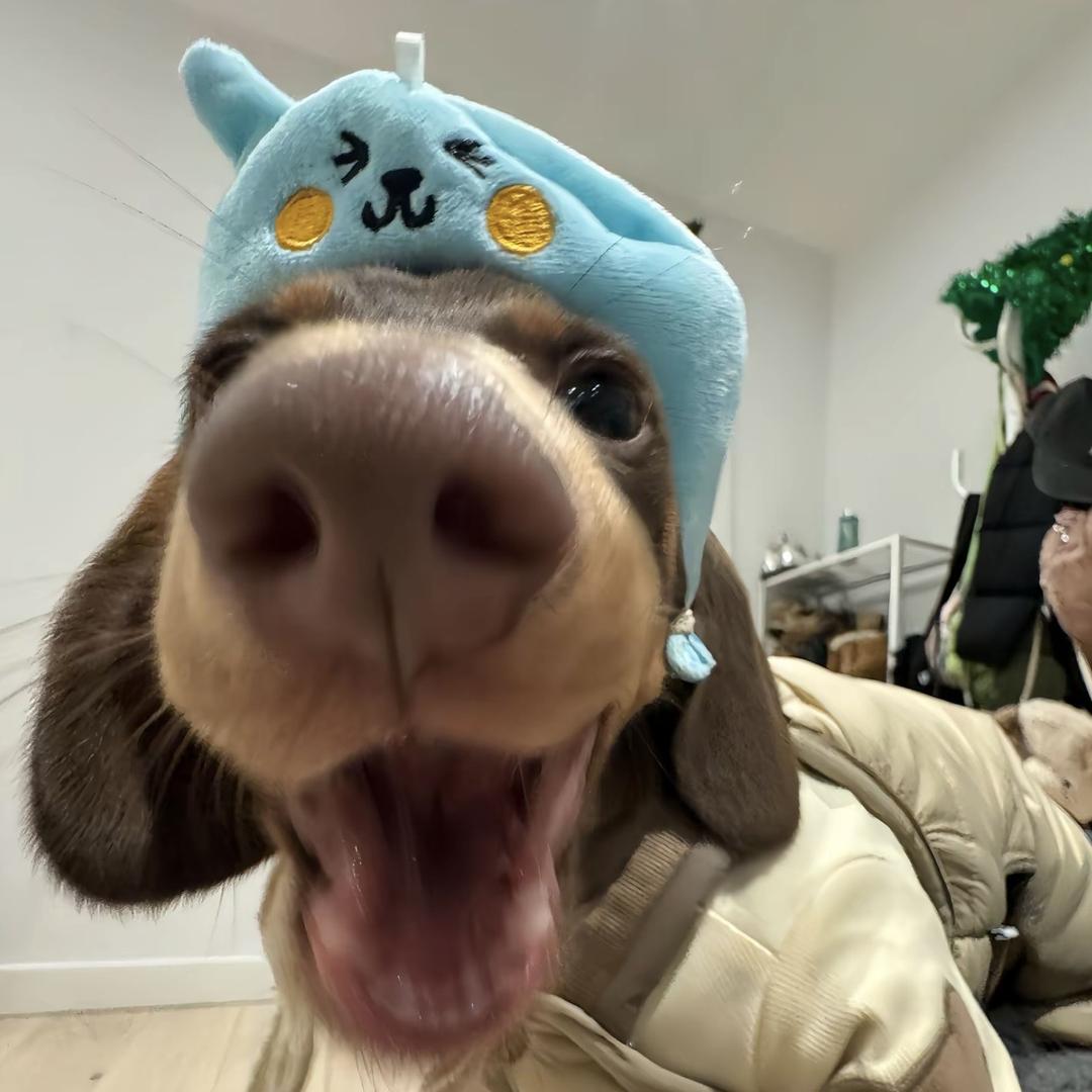 桃子不是水果