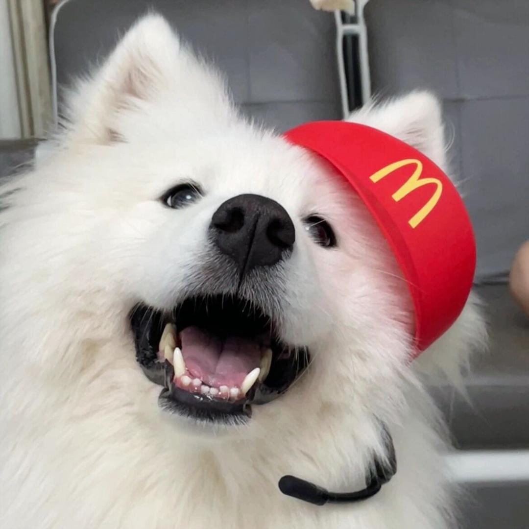你傻啊