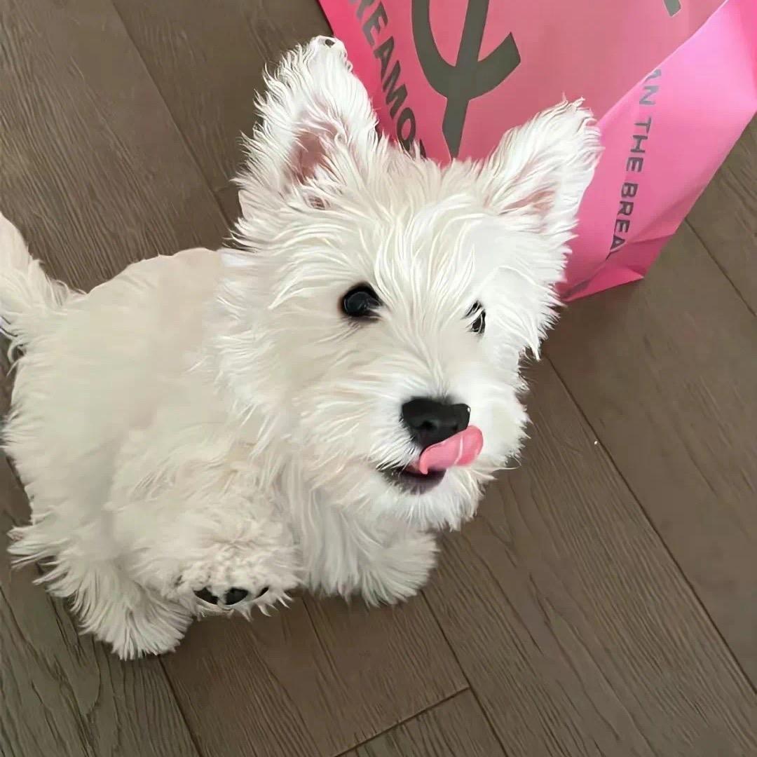 迟小迟停手吧！