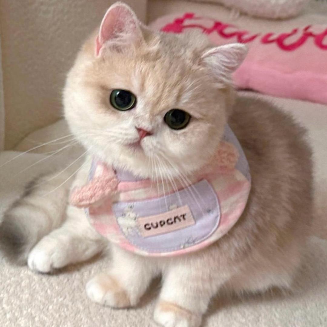 怀中猫🐱