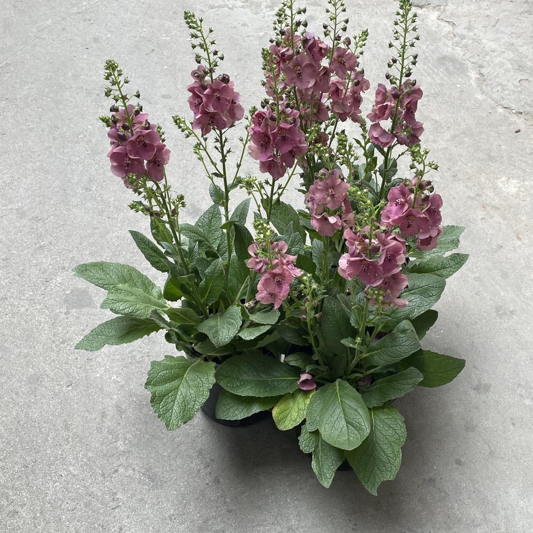 猫先生的园艺店