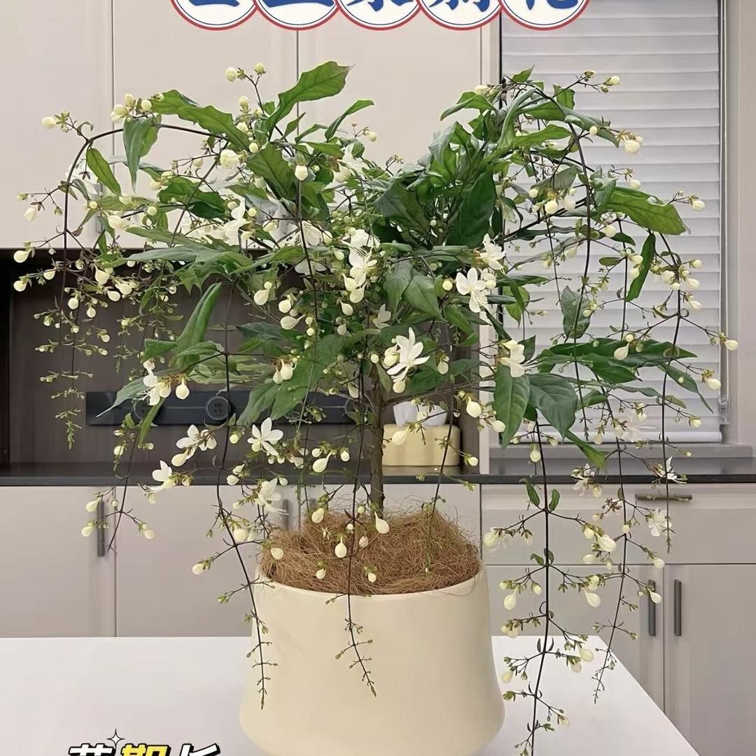 云儿花卉