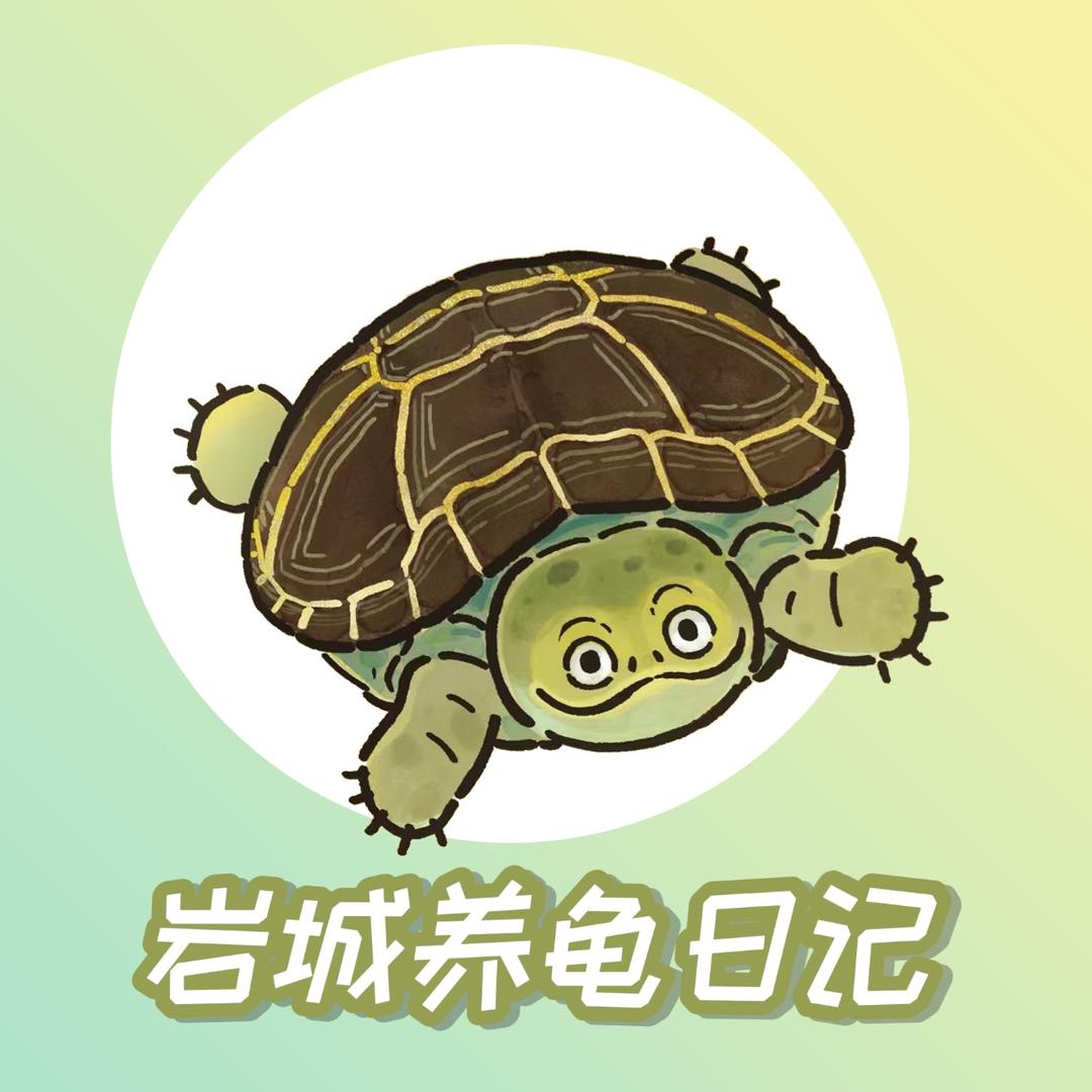 岩城养龟日记