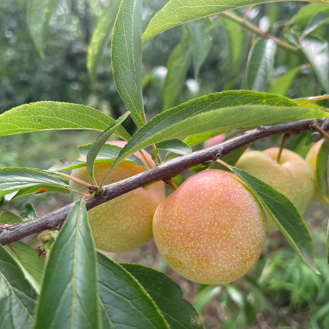 四川蚁仓生鲜供应链