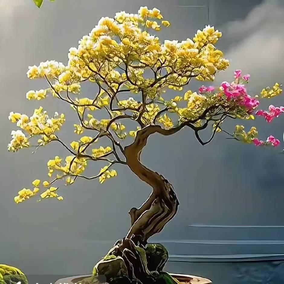 花语芯花卉