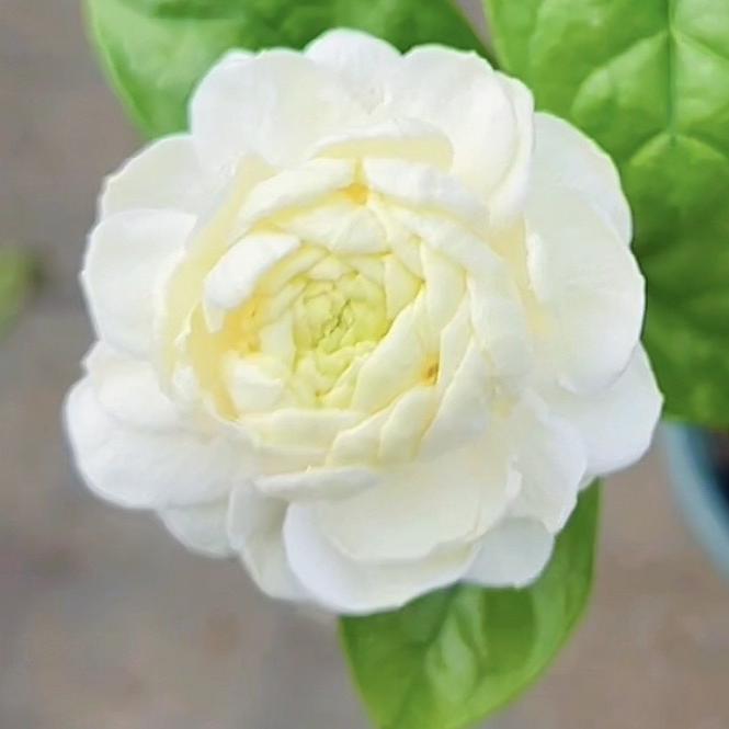 班娜花园
