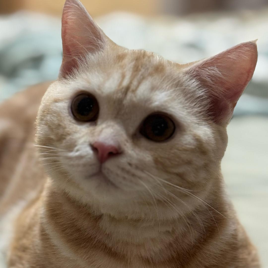 扑满