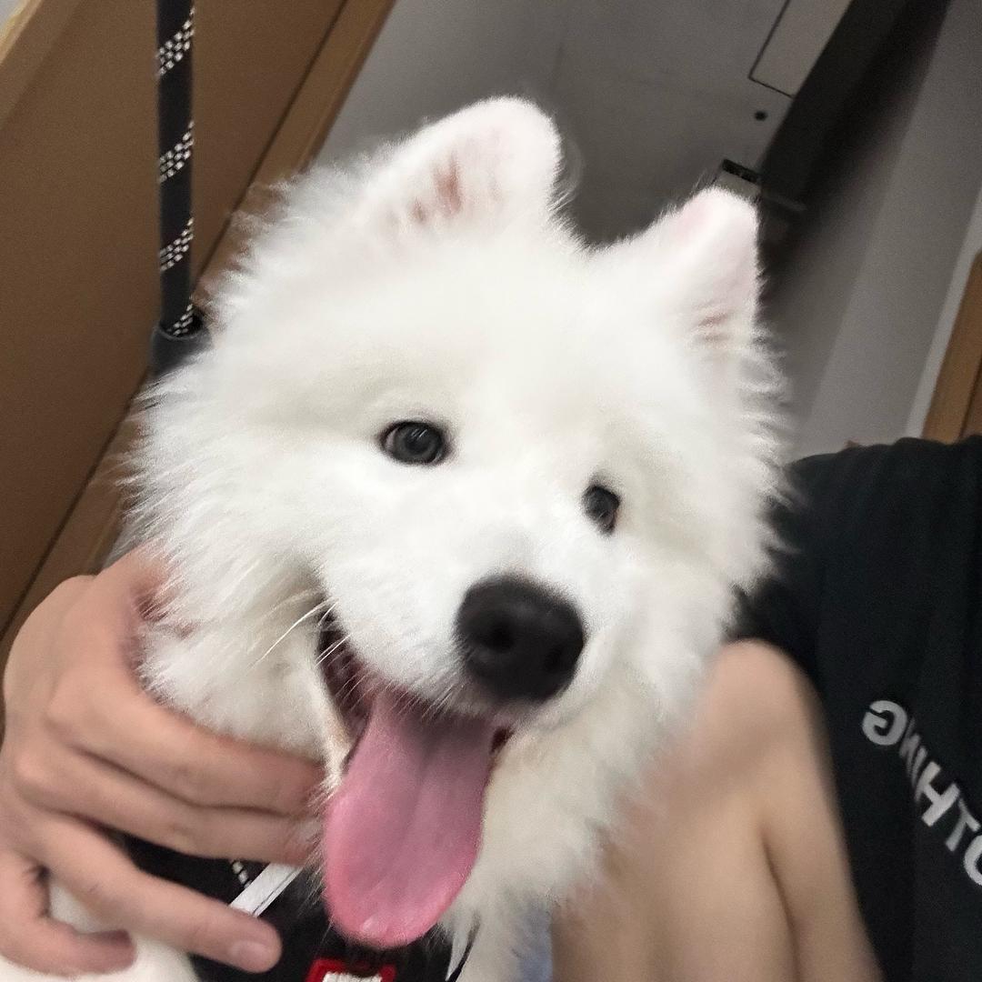 小袁爱撸狗🐶