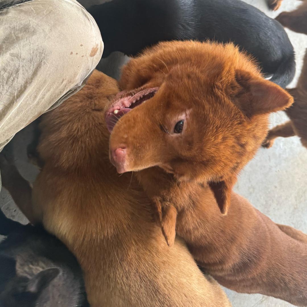 十亿的汪汪大队