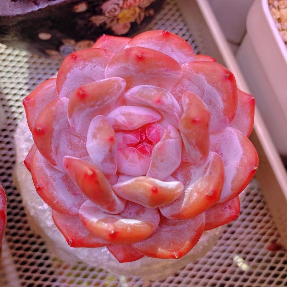 多肉植物欧巴园艺