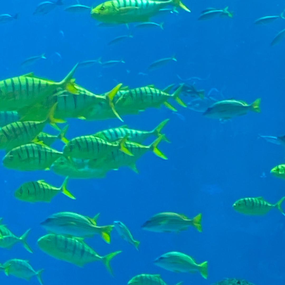 慧慧的直播返场