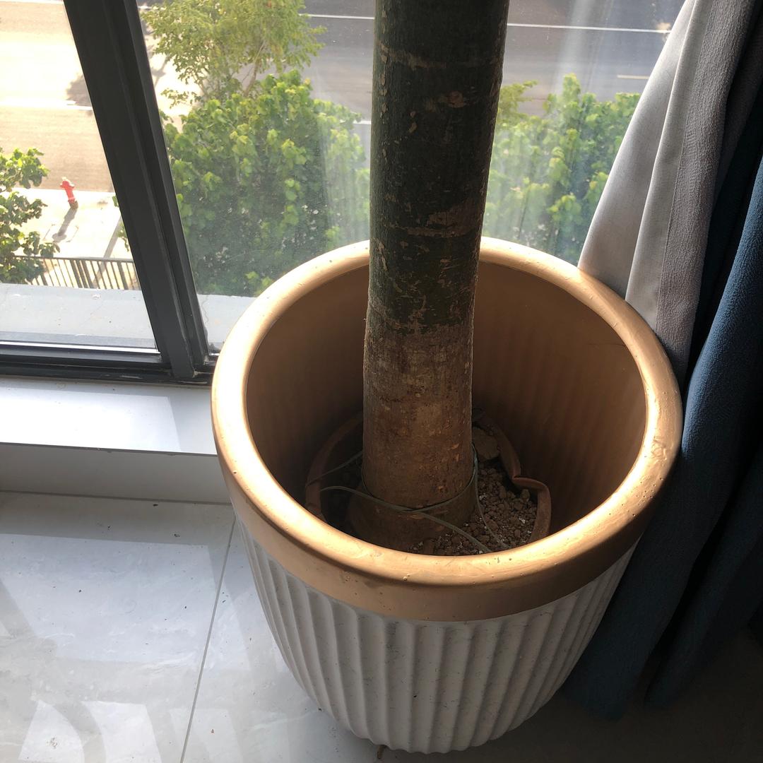 葫芦娃兄弟