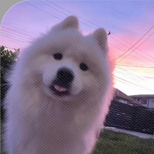 是毛锤锤呀(●—●)