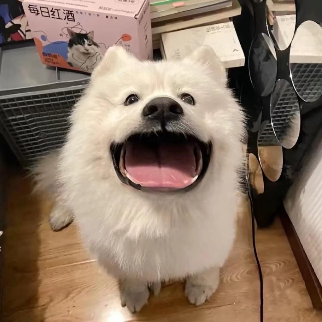 瓜瓜不呆