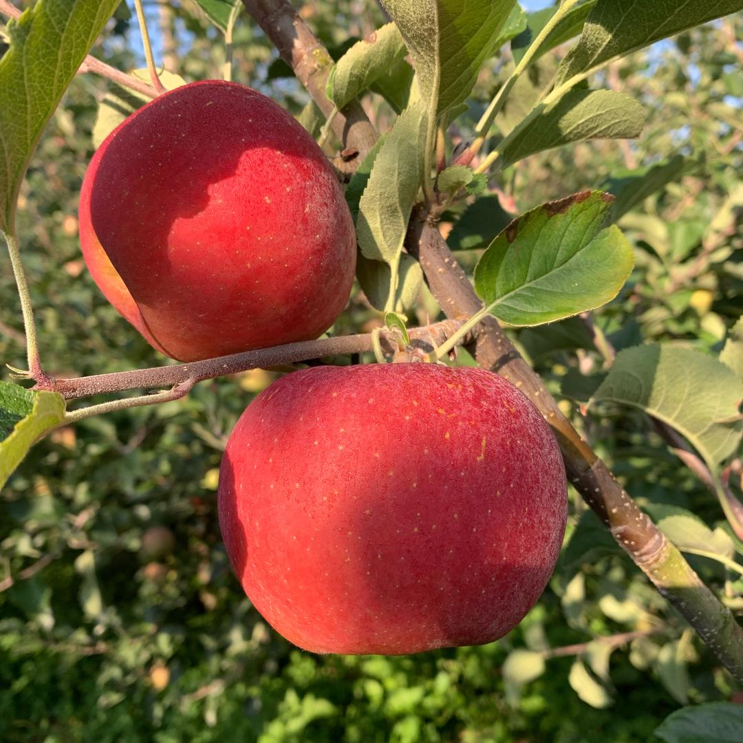 00后农特产小店