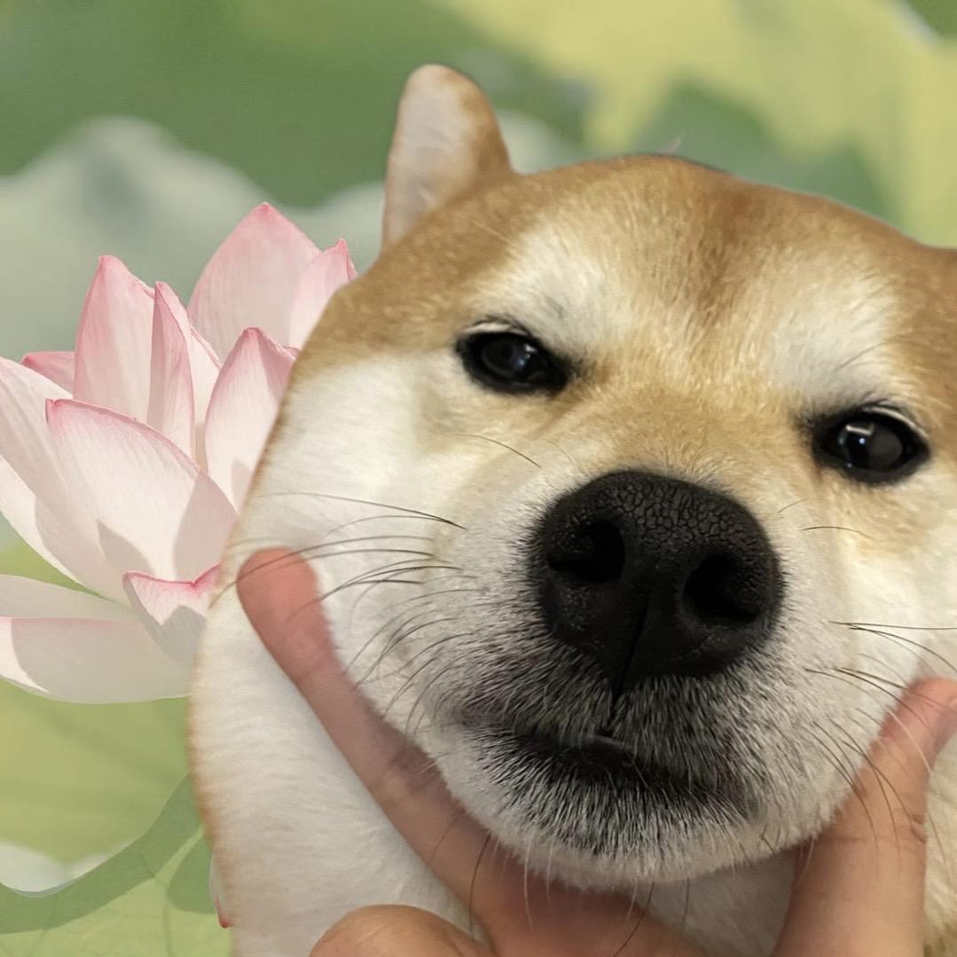 魏十八呀（ 视频里的黄狗叫虎虎）