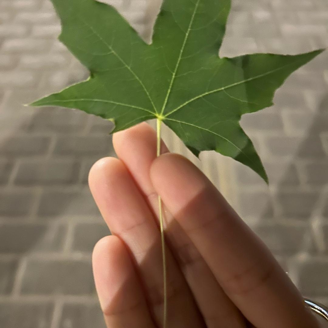 绘