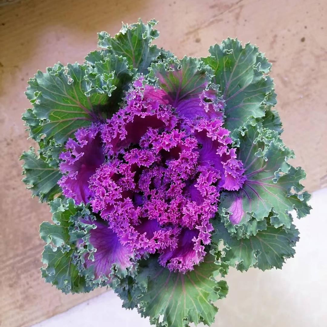 秋木花园