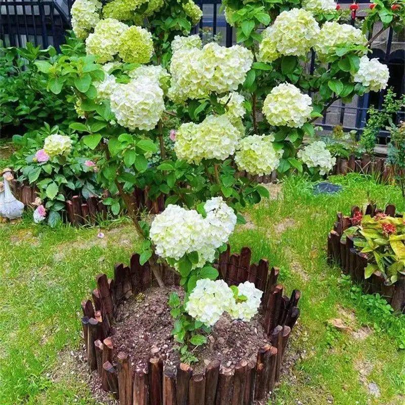 云槿花卉甄选阁