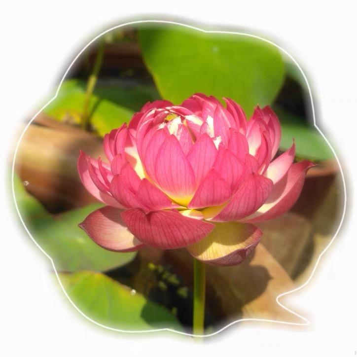 万幸有你
