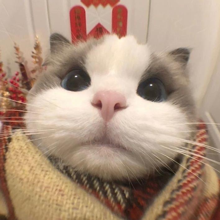爱知木棉