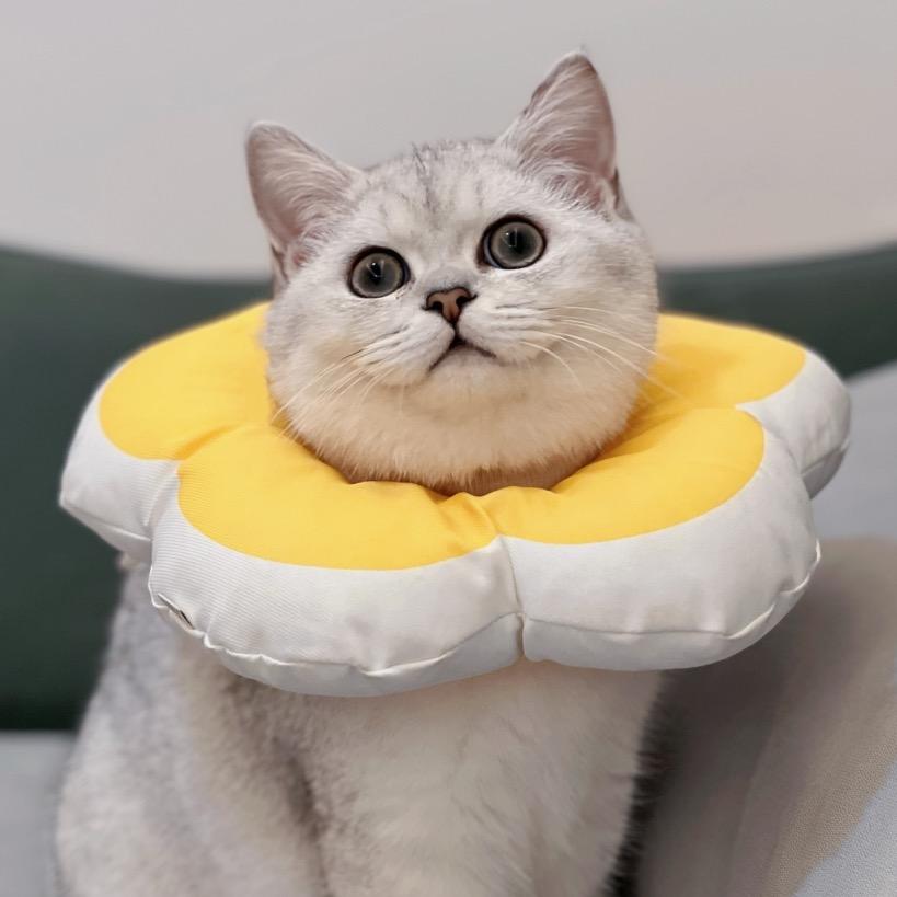 是冰糖喵～