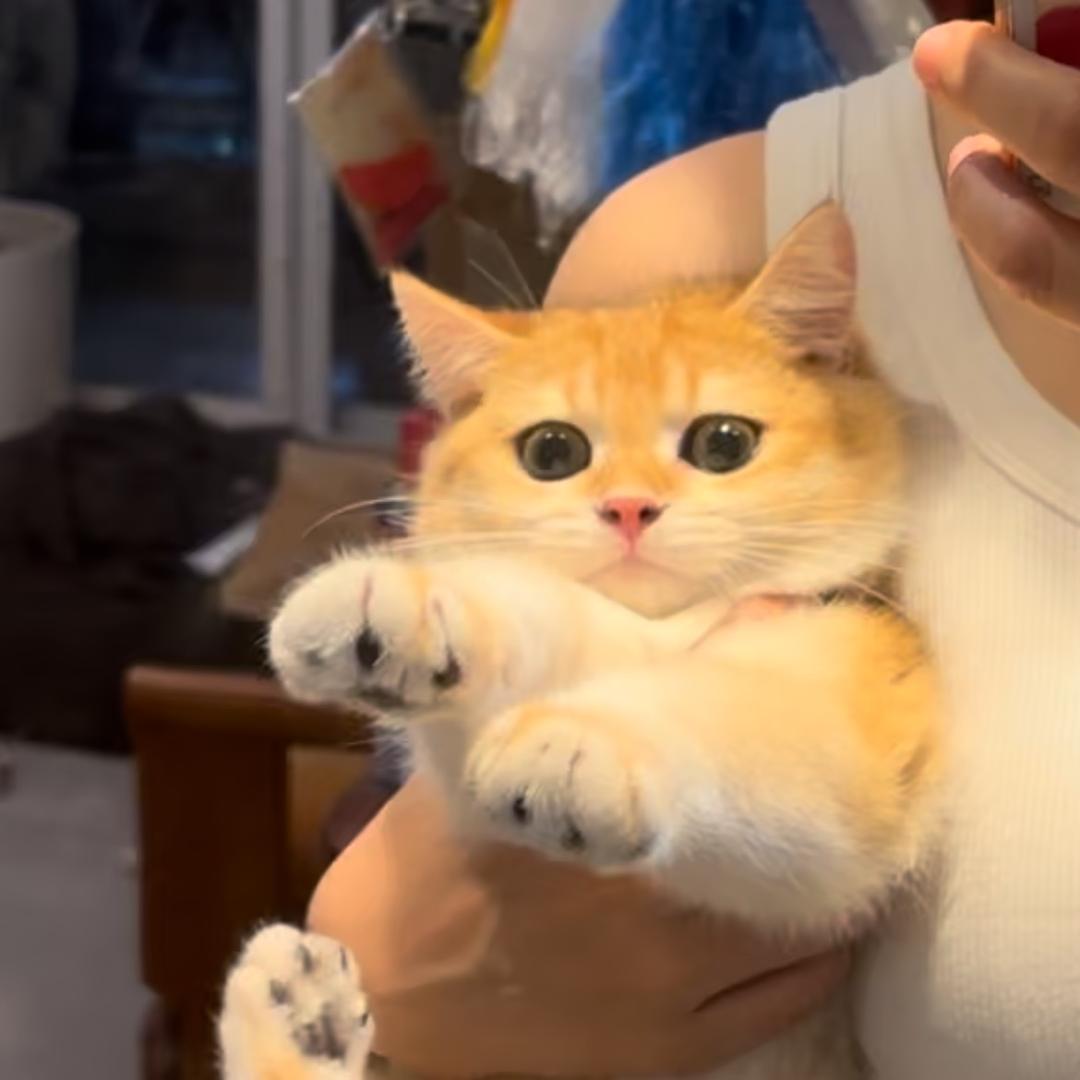 家里两个都是总