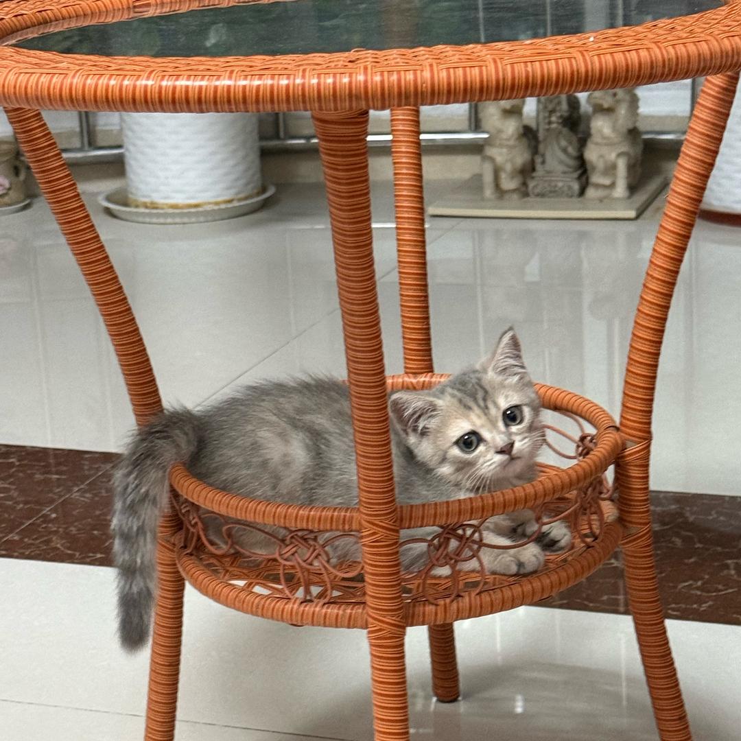 学食品安全的猫姐