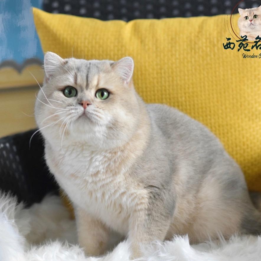 北京西苑猫舍