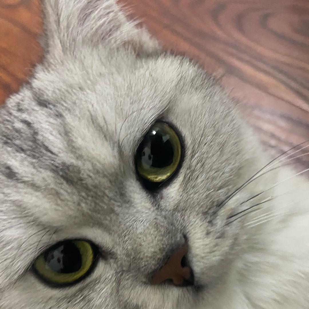 幸福小牛子