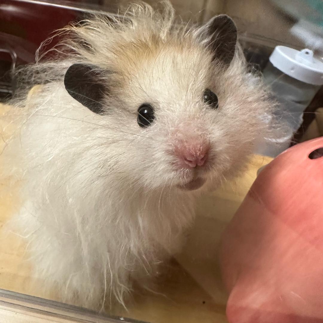 ʚ玖柒 ɞ