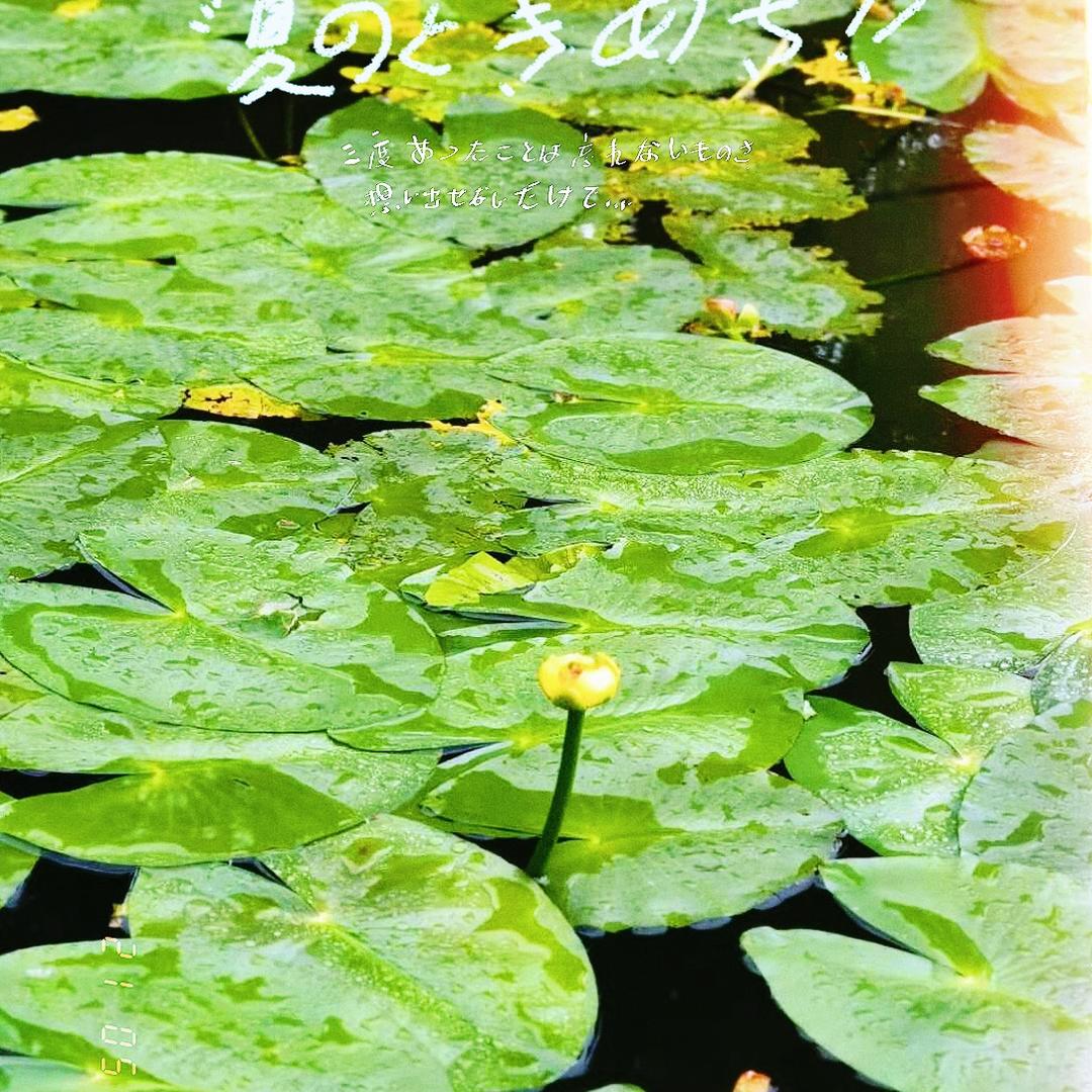 （霞）荷花