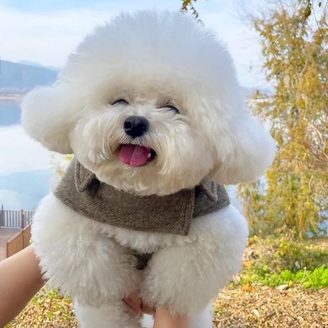 布丁是只比熊