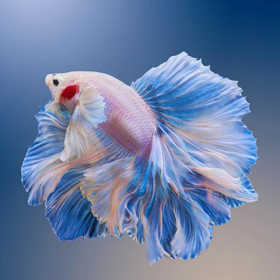 Yu遇见泰斗(水族馆)