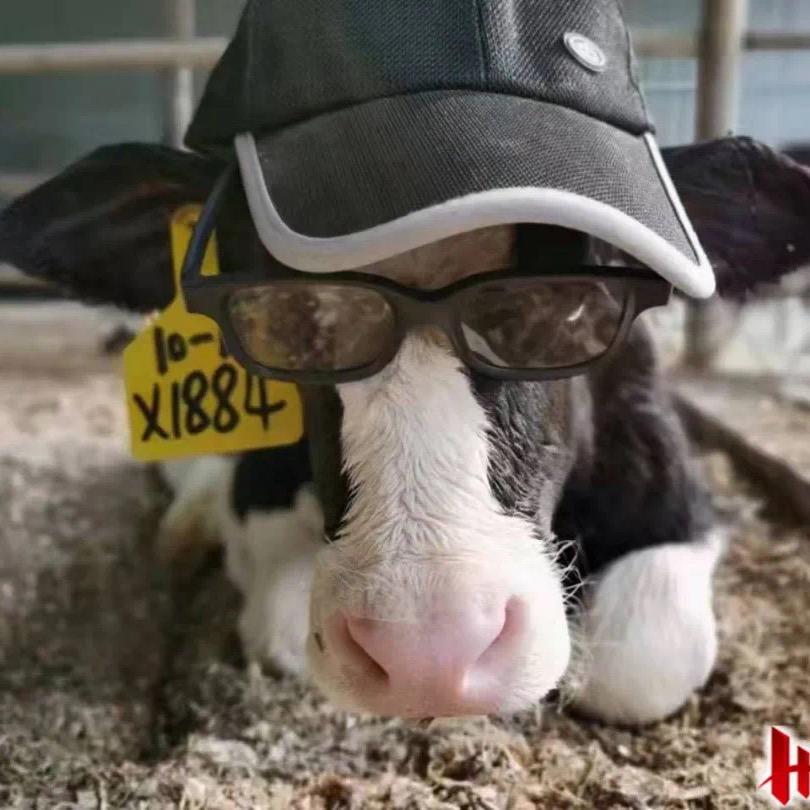 茗牛乡村兽医服务站