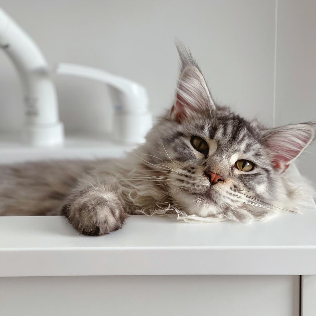 恰里是只猫