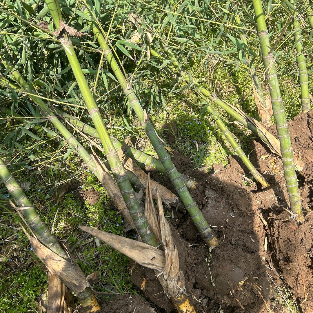 沐之晨竹苗基地