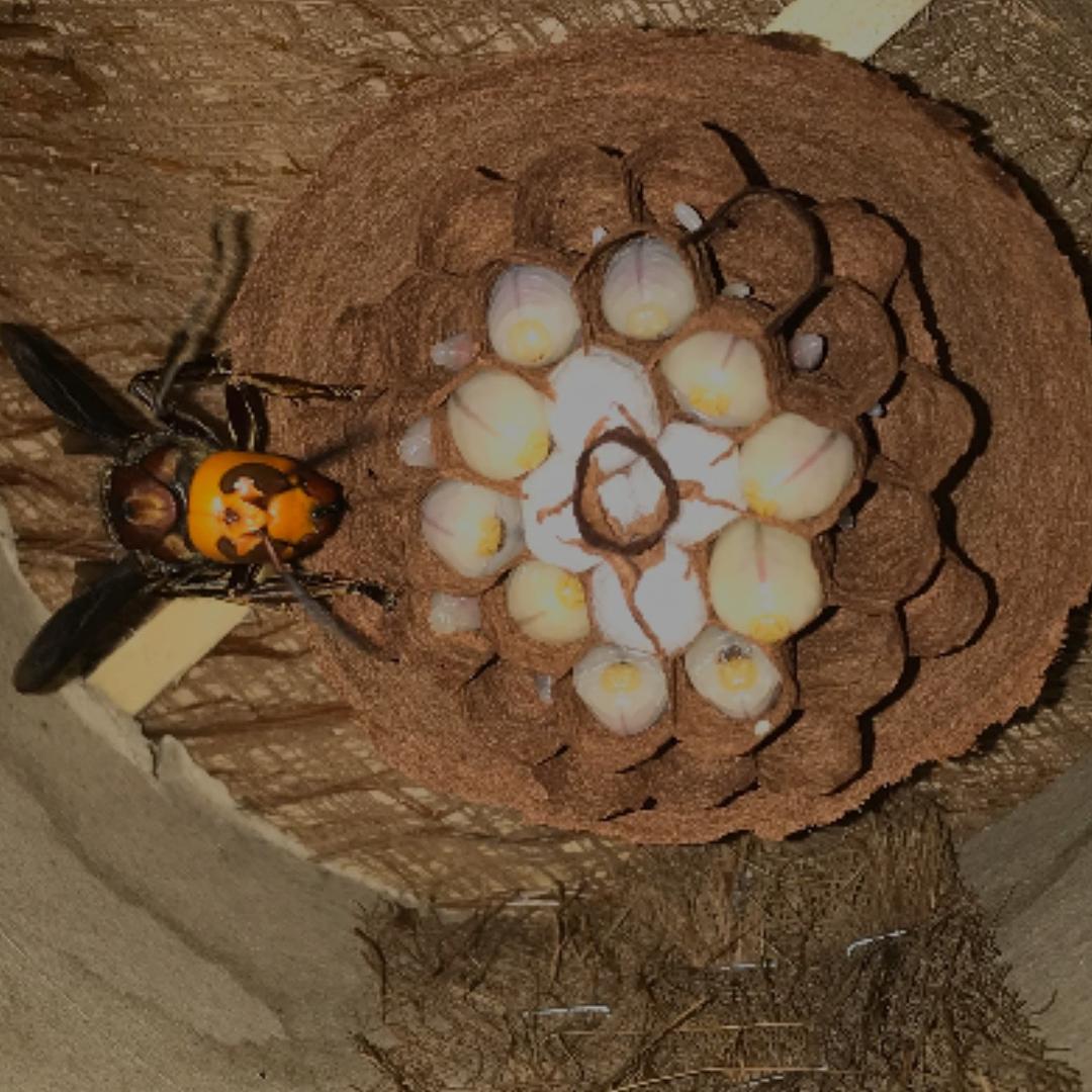 A 金犍蜂场（王根）