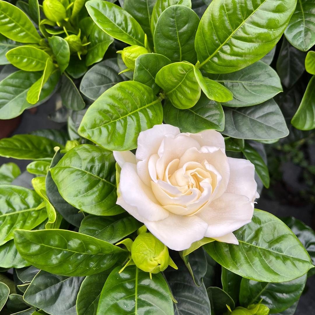 四季花行龙船花园艺