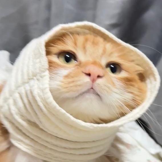 不鸡丢🙉