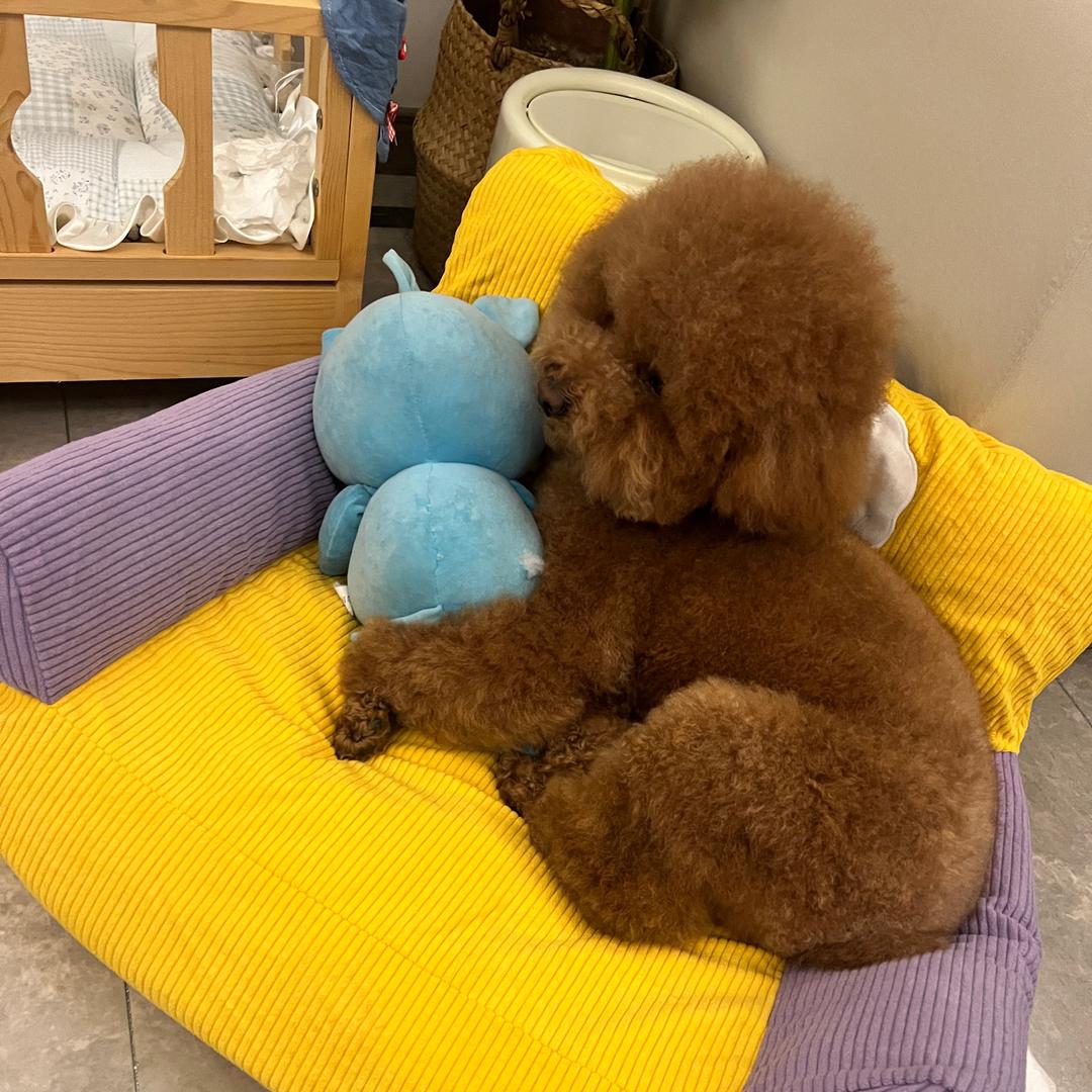 小阿图真的狗