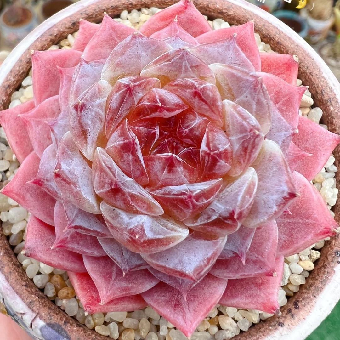 一牙一多肉