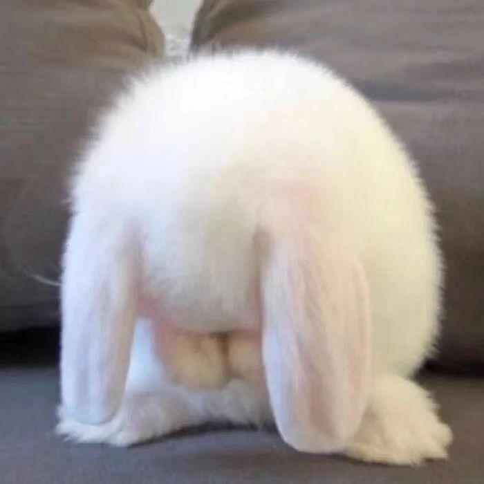 麻辣兔头🐰
