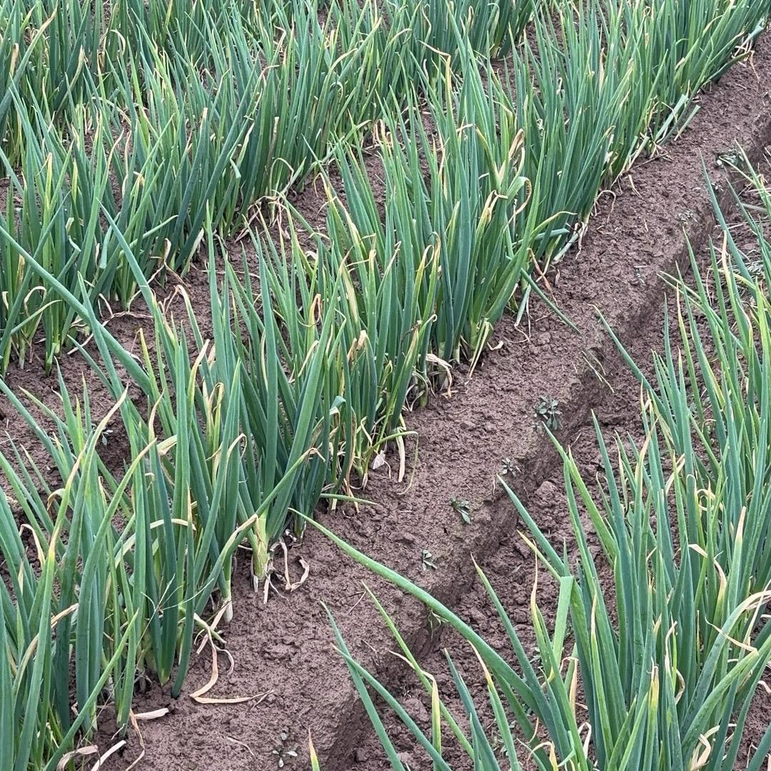 周口大葱代办小王